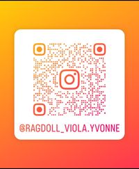 https://www.instagram.com/ragdoll_viola.yvonne?utm_source=qr&igsh=ejJ2ejY1a3lucWJ4